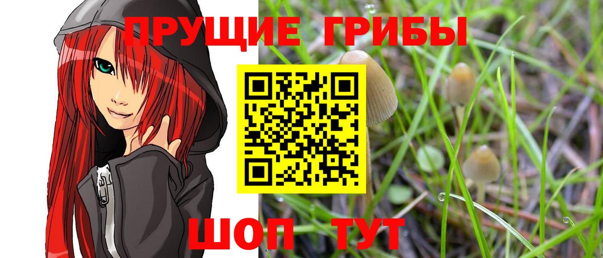 Псилоцибиновые грибы прущие грибы Печора